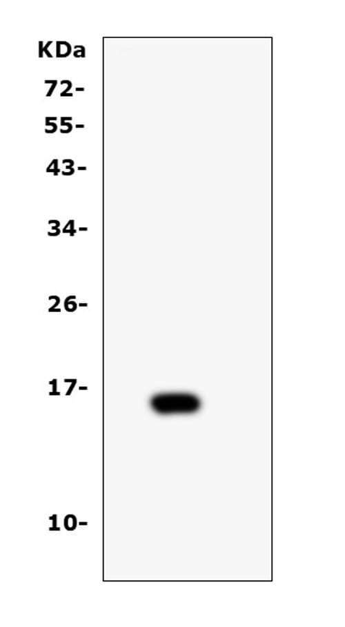 T Cell Receptor Alpha Constant Antibody