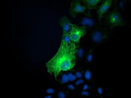 SNAP25 Antibody (clone OTI1G2)