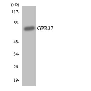 PAEL Receptor / GPR37 Antibody (aa199-248)