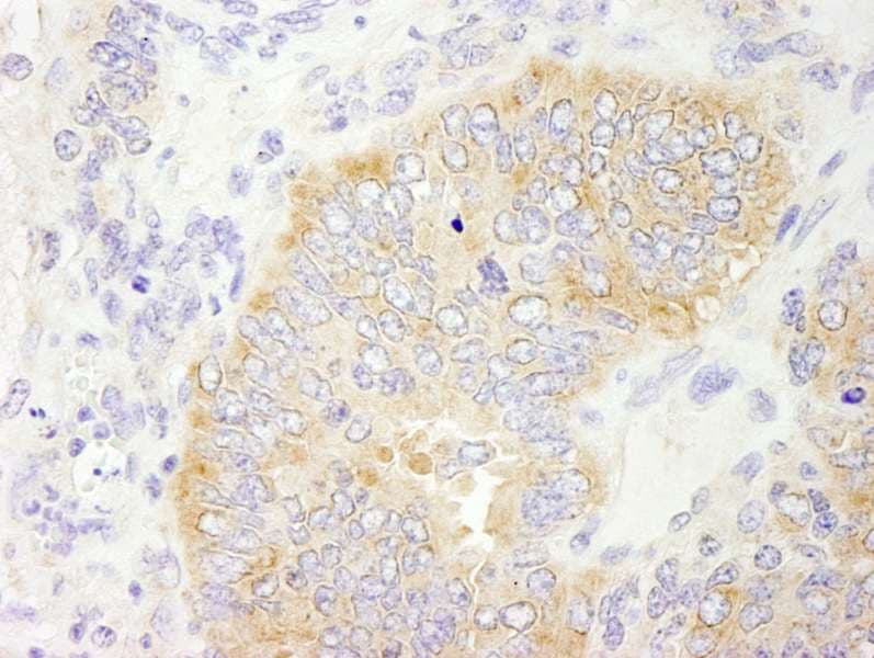 EIF2S2 Antibody (aa283-333)