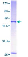Human ORC6 / ORC6L Protein (Recombinant GST)