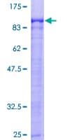 Human ARNT2 Protein (Recombinant GST)
