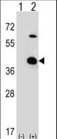 STRAP / MAWD Antibody (aa242-269)