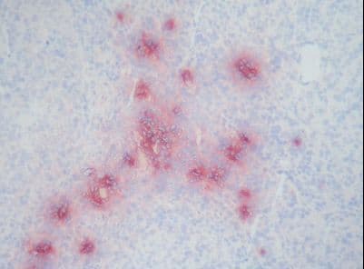 DEF / Defensin Antibody (clone Def-3)