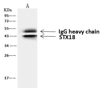 STX18 / Syntaxin 18 Antibody