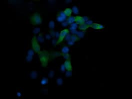 MAPK13 / p38delta Antibody (clone OTI2G1)
