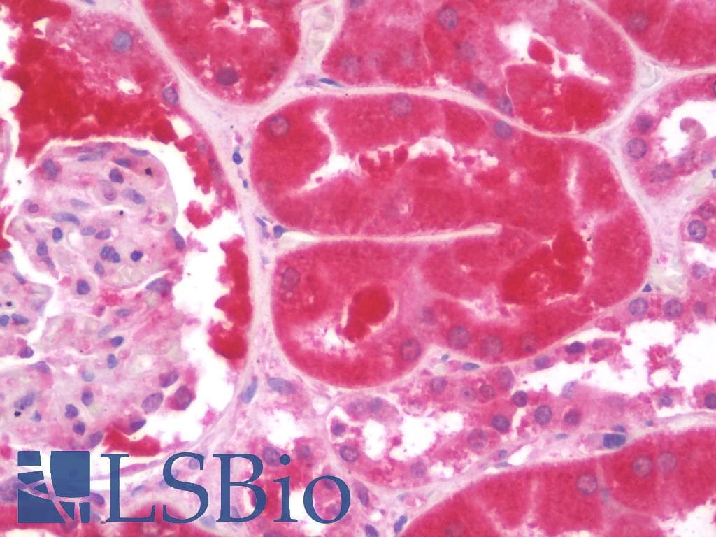 IHC-plus™ CD2AP Antibody