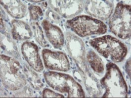 CLEC4E / MINCLE Antibody (clone OTI2A8, Carrier-free)
