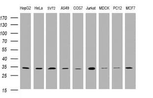 PCNA Antibody (clone OTI4B2)