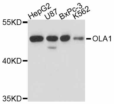 OLA1 Antibody