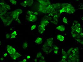Monoclonal Mouse anti-Human RNF144B Antibody (clone OTI7H2, IF)