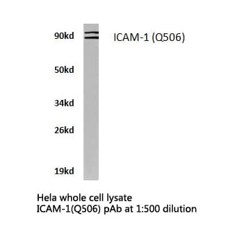 ICAM-1 / CD54 Antibody (Gln506)