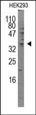 Polyclonal Rabbit anti-Human SRSF2 / SC35 Antibody (WB)