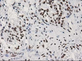 LENG1 Antibody (clone OTI10A7)