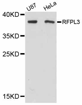 RFPL3 Antibody