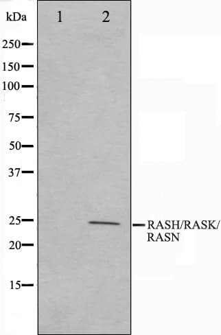 NRAS / N-ras Antibody