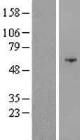 OSBPL9 Protein (Over-Expression Lysate Myc-DDK (Flag))