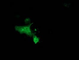 MGRN1 Antibody (clone OTI3C3)
