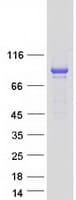 Human GFM1 Protein (Recombinant Myc-DDK (Flag))