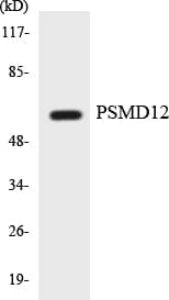 PSMD12 / Rpn5 Antibody (aa137-186)