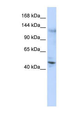 Polyclonal Rabbit anti-Human ZNF197 Antibody (C-Terminus, WB)