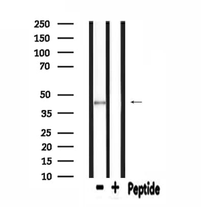 SLC16A13 Antibody