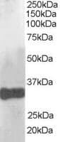 IHC-plus™ CLDN14 / Claudin 14 Antibody (aa227-239)