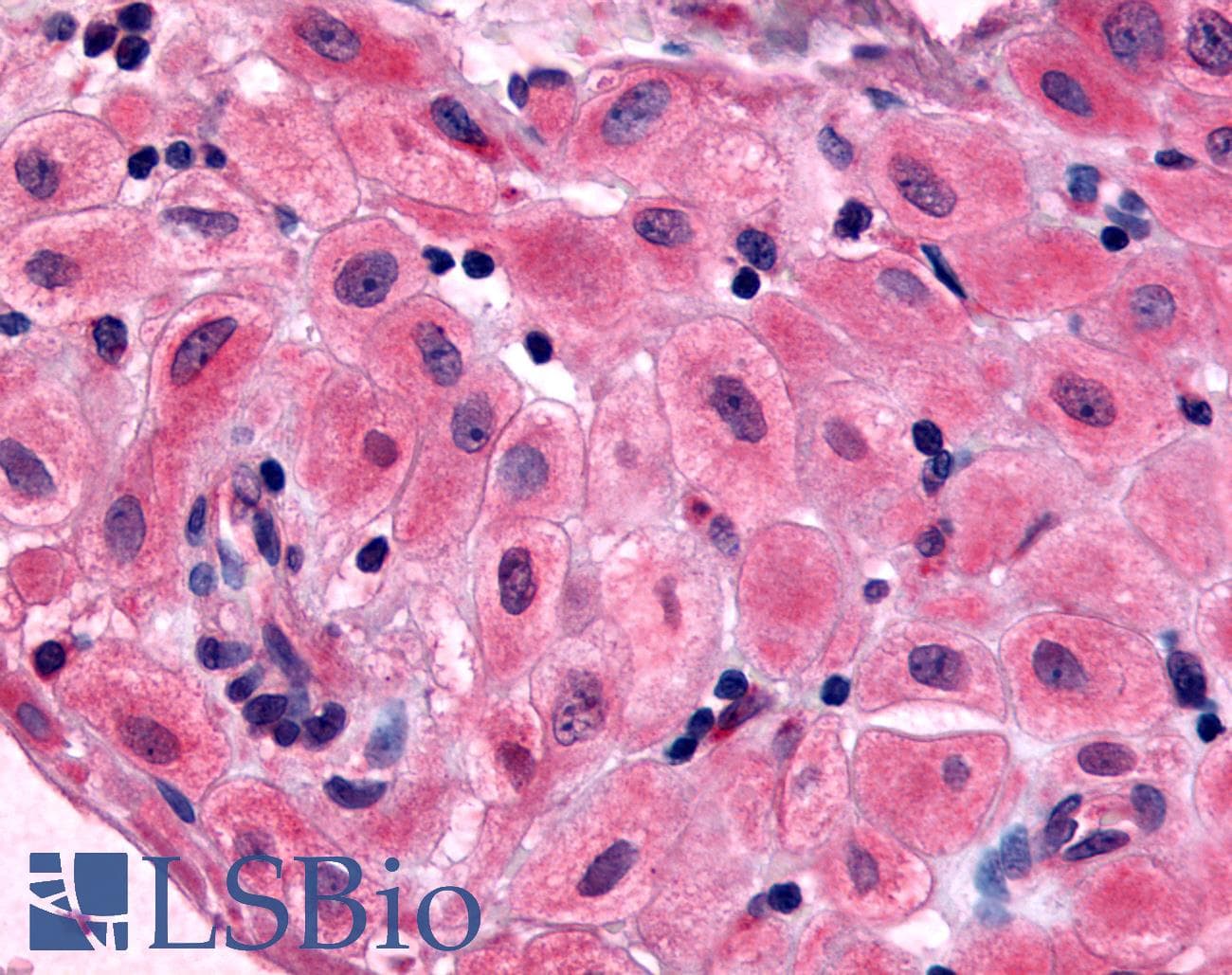 IHC-plus™ BRS3 Antibody (Extracellular Domain)