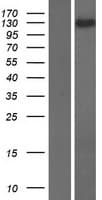 KIAA1468 Protein (Over-Expression Lysate Myc-DDK (Flag))