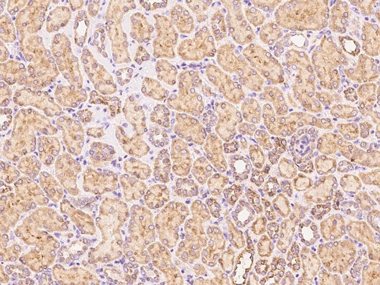 VSIR / GI24 / VISTA Antibody (Preservative Free)