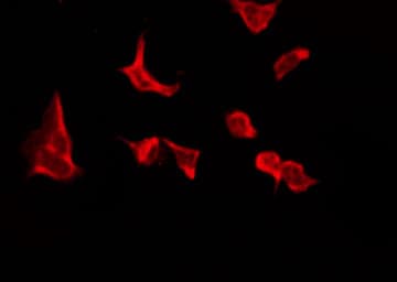 Polyclonal Rabbit anti-Human OR4C16 Antibody (IF, WB)