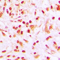 Histone H4 Antibody (Acetyl-Lys8)