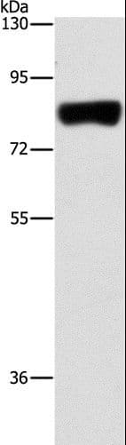 ARHGAP25 Antibody