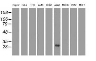 RIT2 / RIN Antibody (clone OTI4B5, Carrier-free)
