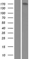 ARID4B Protein (Over-Expression Lysate Myc-DDK (Flag))