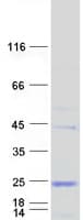 Human FAM206A / C9orf6 Protein (Recombinant Myc-DDK (Flag))