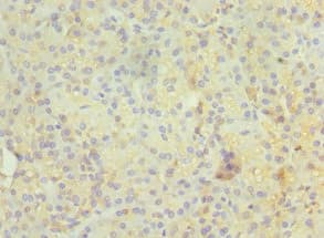 RAB4A / RAB4 Antibody (aa1-218)