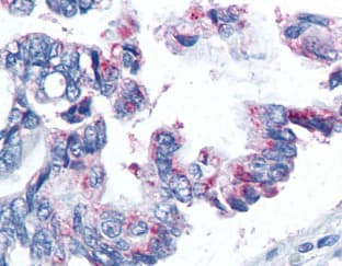 BIRC5 / Survivin Antibody (aa3-19, clone 32.1, DY650)