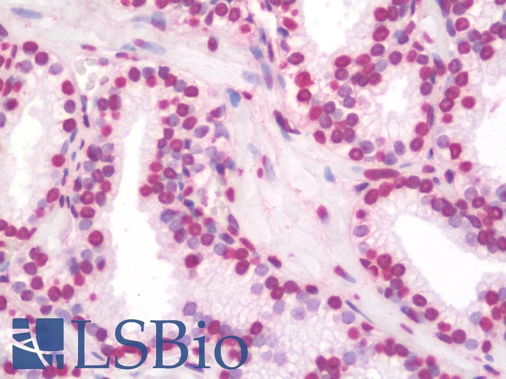 IHC-plus™ DNA ds Antibody