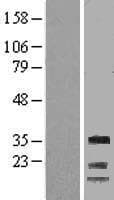 CCNG1 / Cyclin G1 Protein (Over-Expression Lysate Myc-DDK (Flag))