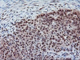 CYP2A6 Antibody (clone OTI1D2)