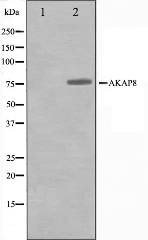 AKAP8 / AKAP95 Antibody
