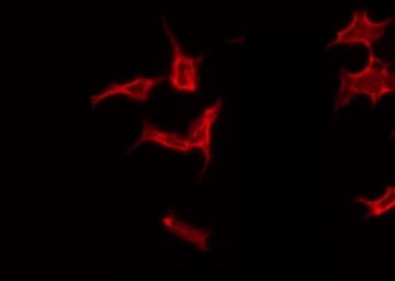 MST1 Antibody
