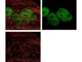 IHC-plus™ TUBA1B / Tubulin Alpha 1B Antibody (C-Terminus, clone 17H11.F10)