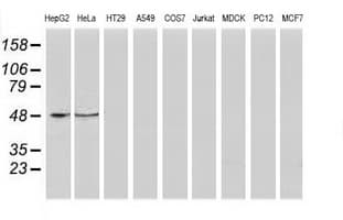 PACSIN3 Antibody (clone OTI4C5)