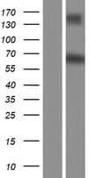 RALGPS1 Protein (Over-Expression Lysate Myc-DDK (Flag))