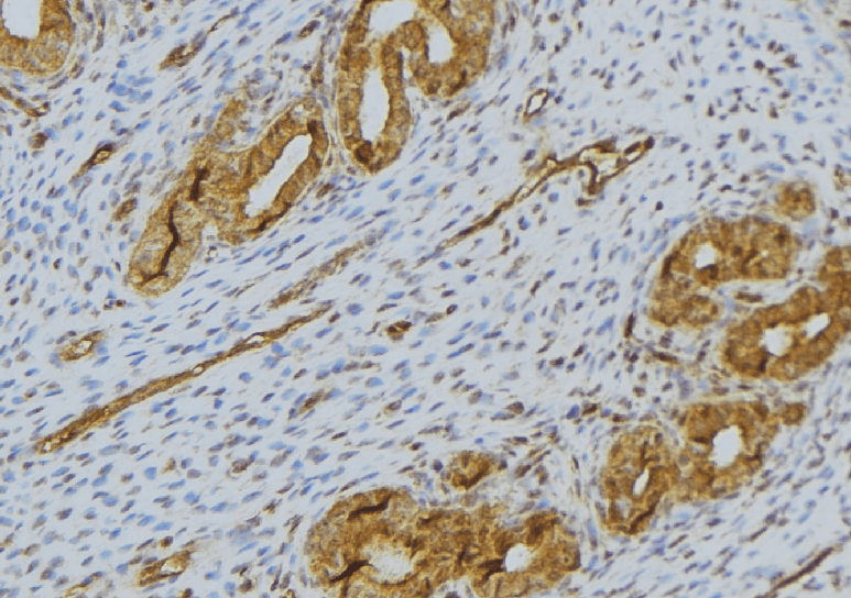 RNASE11 Antibody