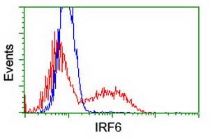 IRF6 Antibody (clone OTI2A12)
