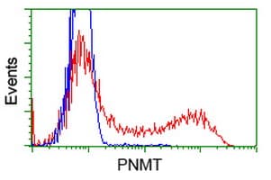 PNMT Antibody (clone OTI1F3)