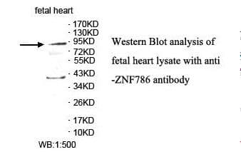 ZNF786 Antibody (aa277-544)
